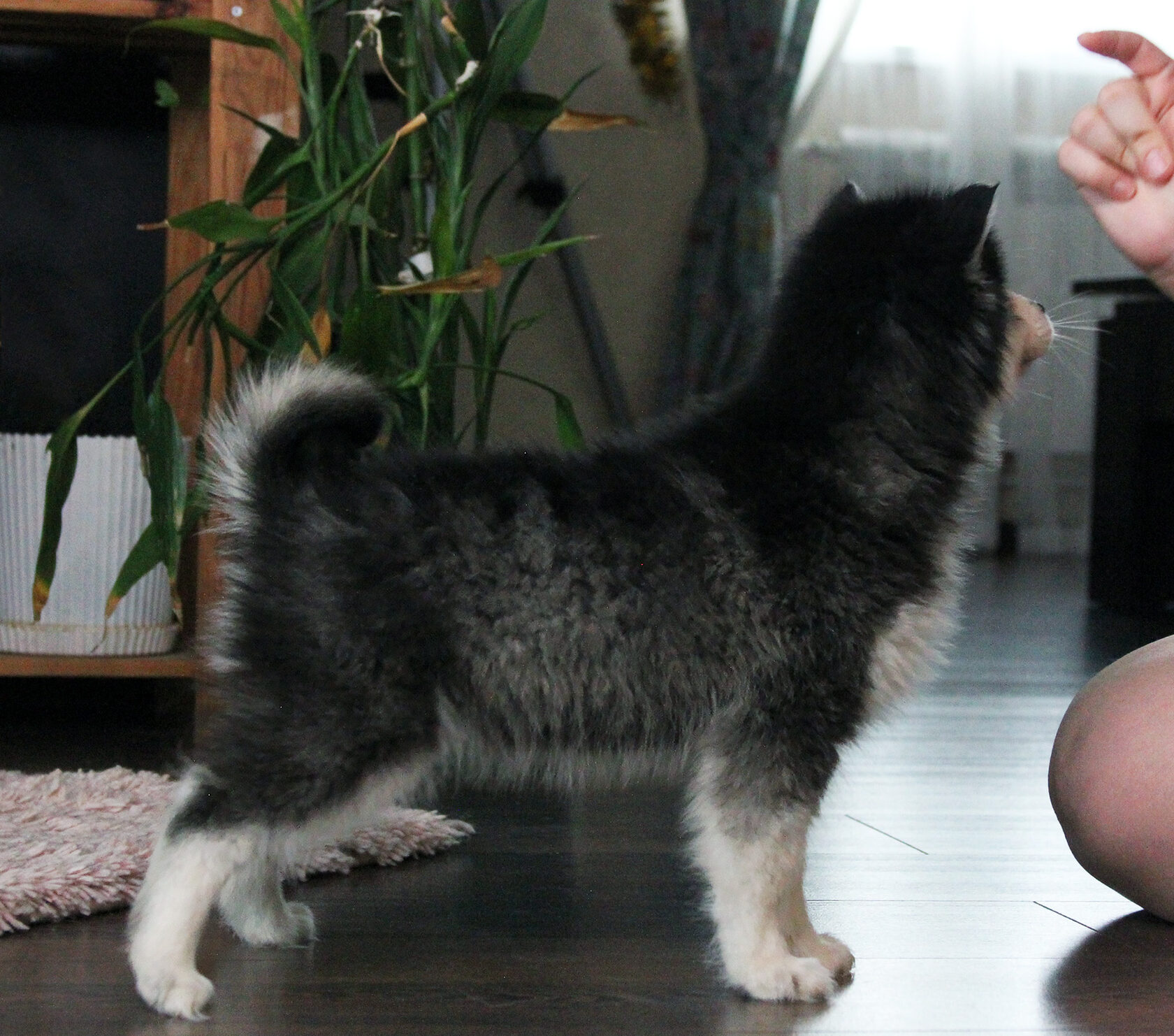 щенок кли кай мини хаски