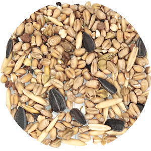 Зерносмесь кормовая пшеница, гречка белая без шелухи, овес, семечка жареная