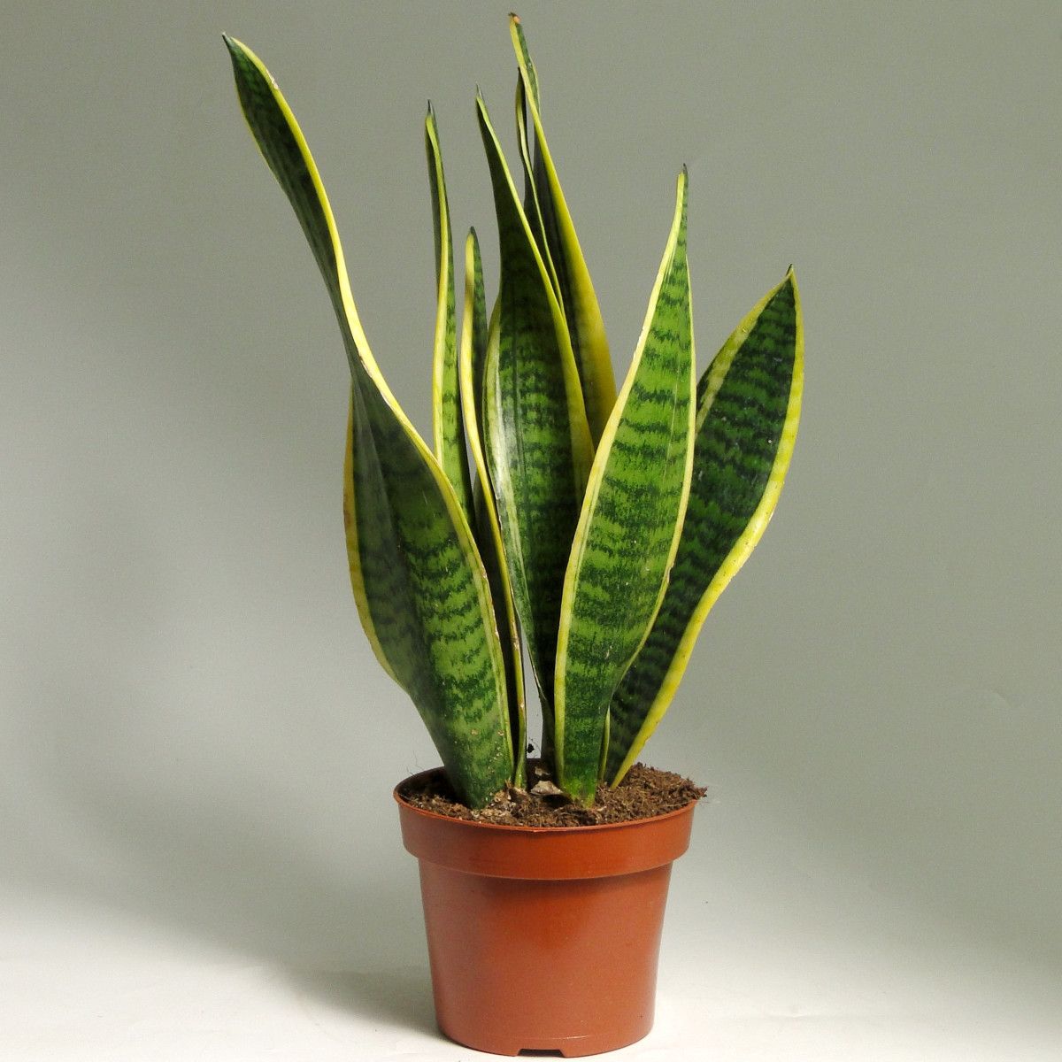 Succulent in ceramic pot