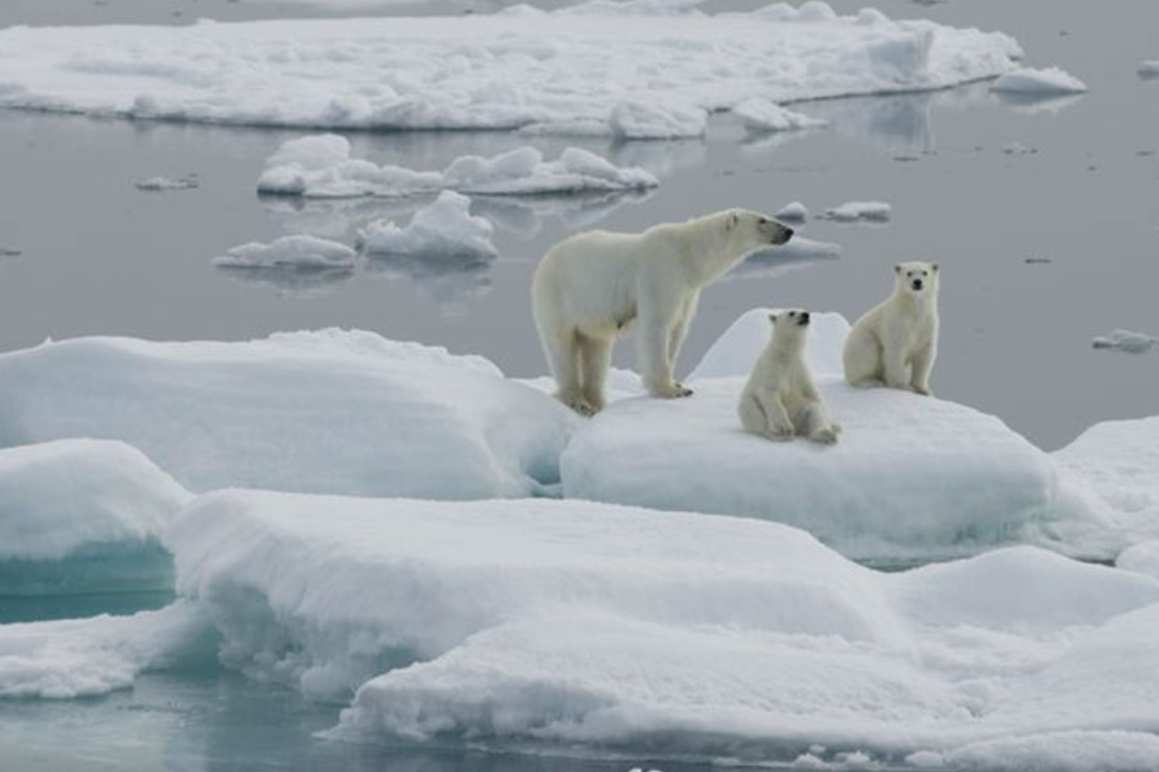 Why are polar bear populations declining?