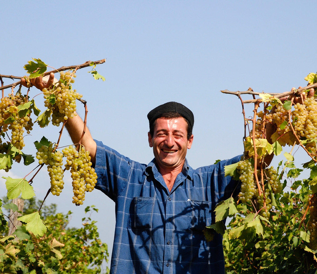 Купить виноградник в грузии www tecnocasa it