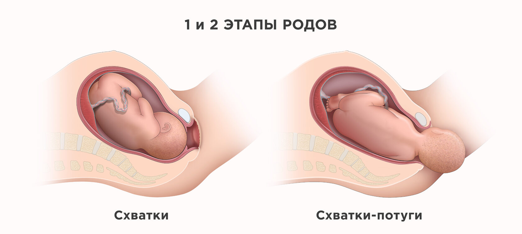 сперма для шейки матки перед родами фото 93