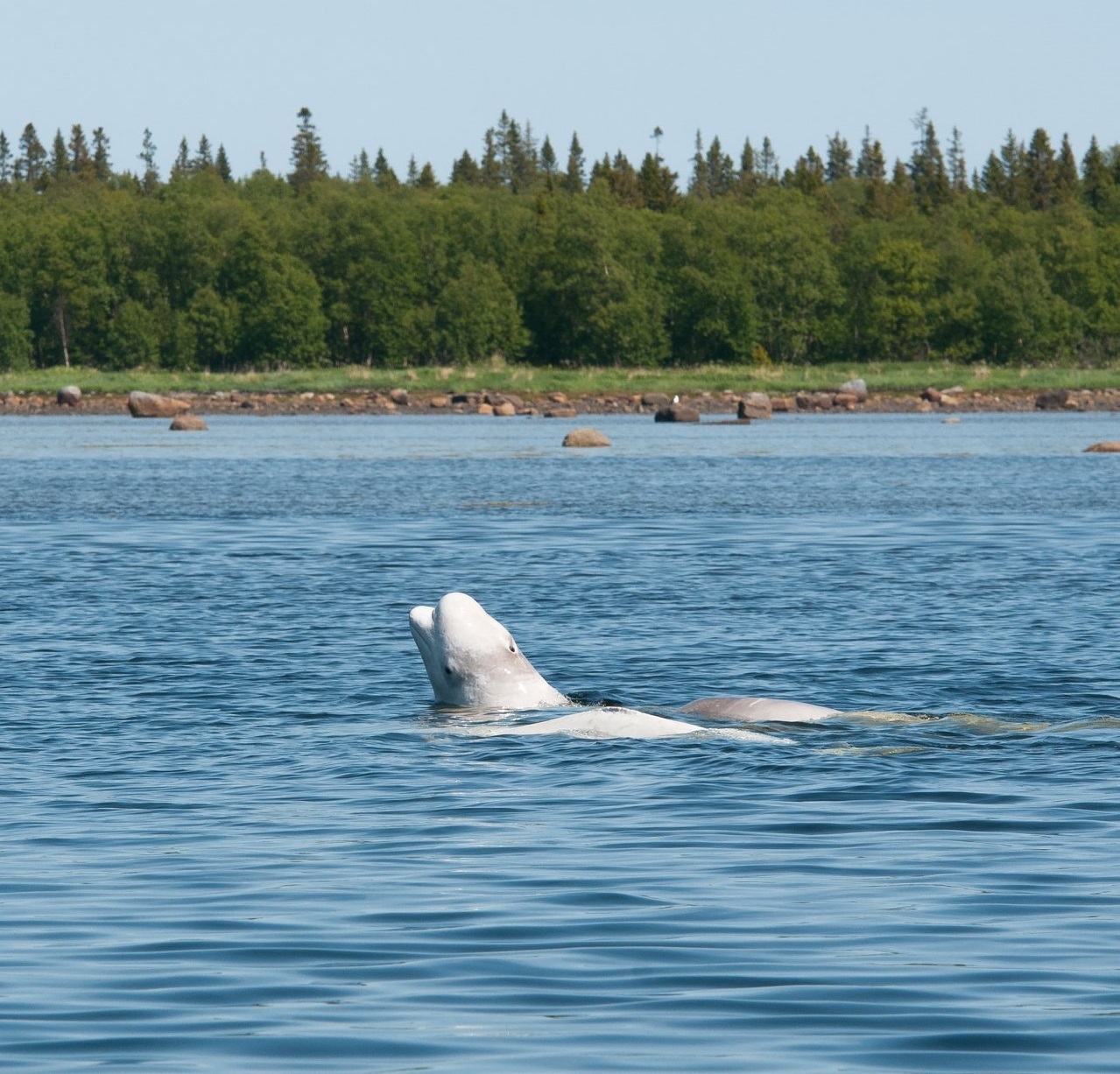 белуха белое море