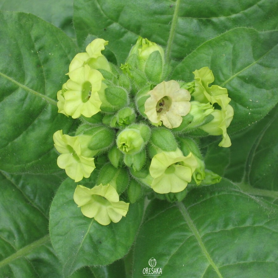 Seeds of Tobacco Makhorka Crimean (Nicotiana tabacum) — 300 pcs
