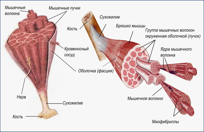 Строение мышцы