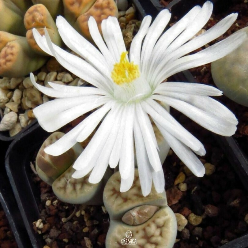 Seeds of Succulent Lithops karasmontana ssp. eberlanzii (Lithops karasmontana ssp. Eberlanzii) — 10 pcs
