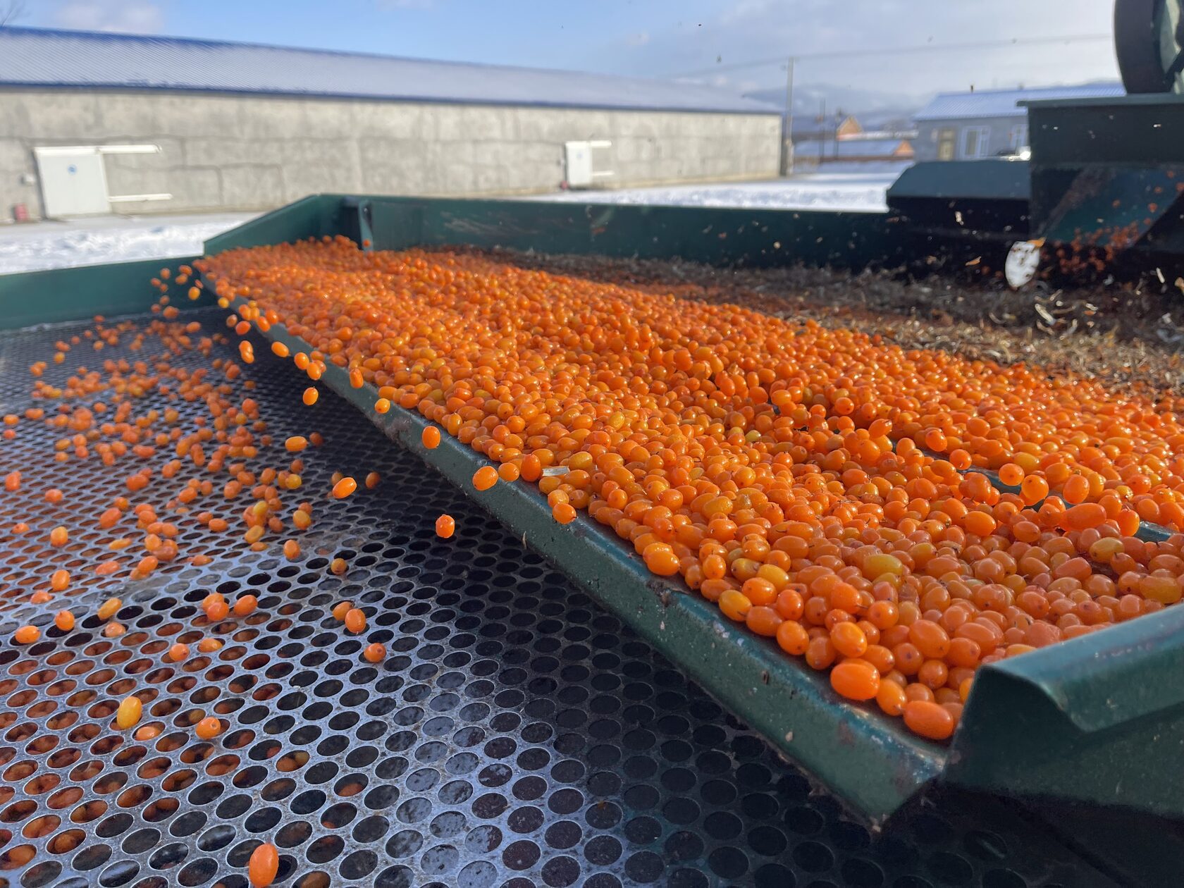Sea buckthorn moving through sorting equipment