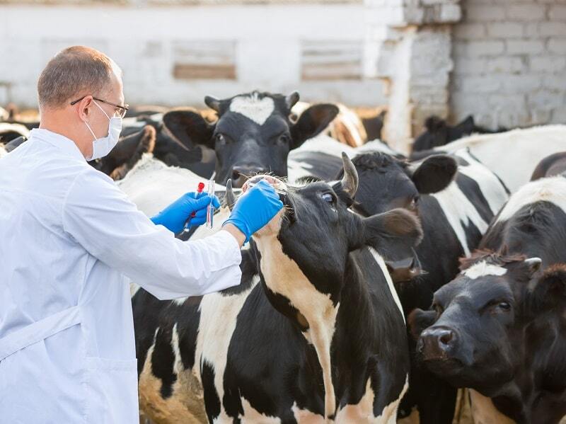 Вакцинация коров