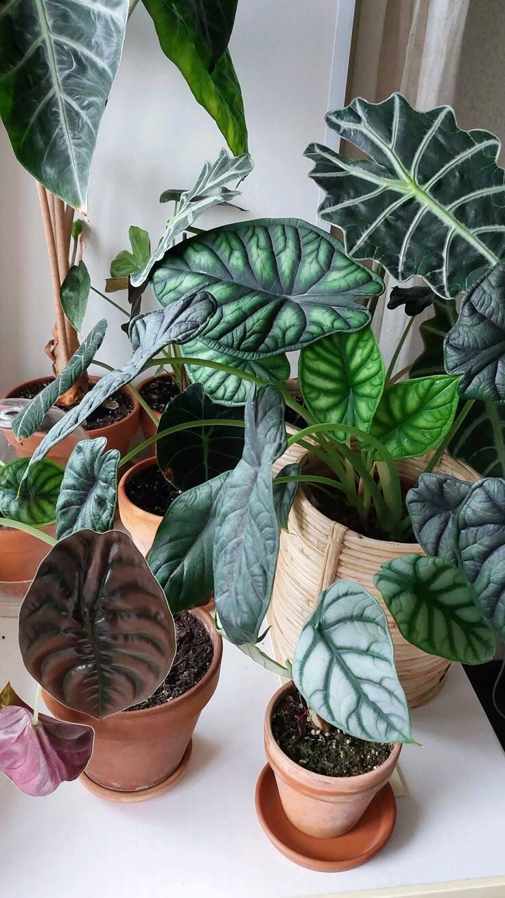 Potted plant on wooden shelf