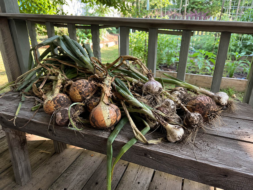 Freshly harvested onions and garlic laid out to cure on a porch bench