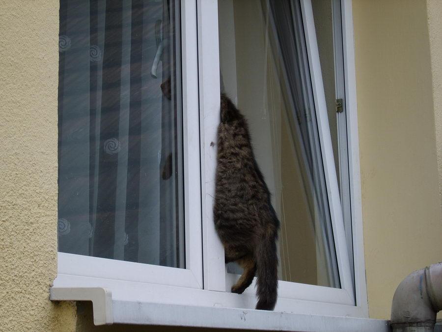 Оставил дома окно открытым. Кот застрял в окне. Кот на пластиковом окне. Коты застревают в окнах. RJN D jjryt.