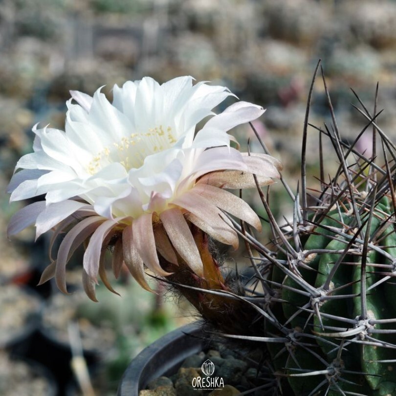 Seeds of Cactus Lobivia ferox (Lobivia ferox) — 10 pcs