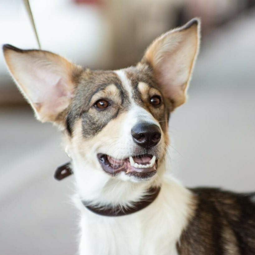 Благотворительный фонд поможи животных, помощь животным, взять кошку из приюта, взять собаку из приюта