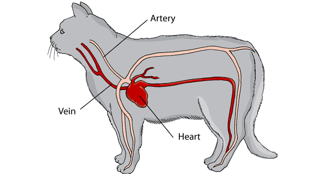 как выглядит сердце кота