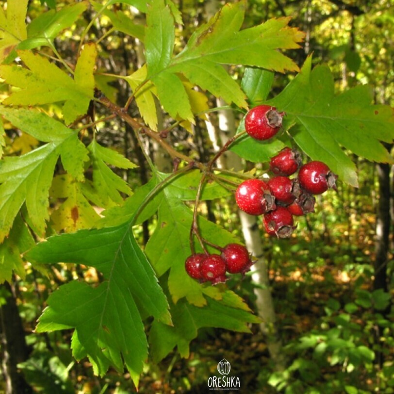 Seeds of Mountain hawthorn (Crataegus pinnatifida) — 10 pcs