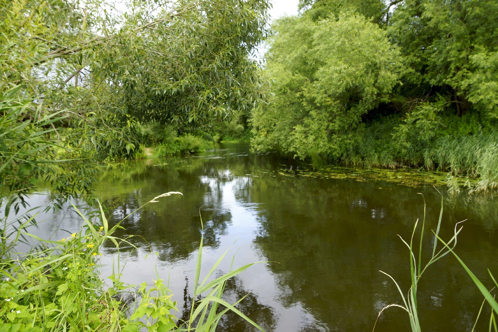 Писса. Река писса калининградская область. Река писса. Река писса. Река писса калининградская область.