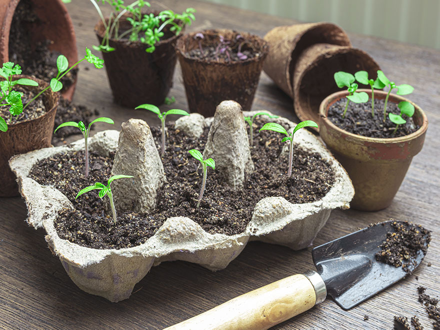 Tomato seedlings growing in an egg carton planter with soil, surrounded by small pots and a gardening trowel, illustrating indoor seed starting techniques for home gardening.