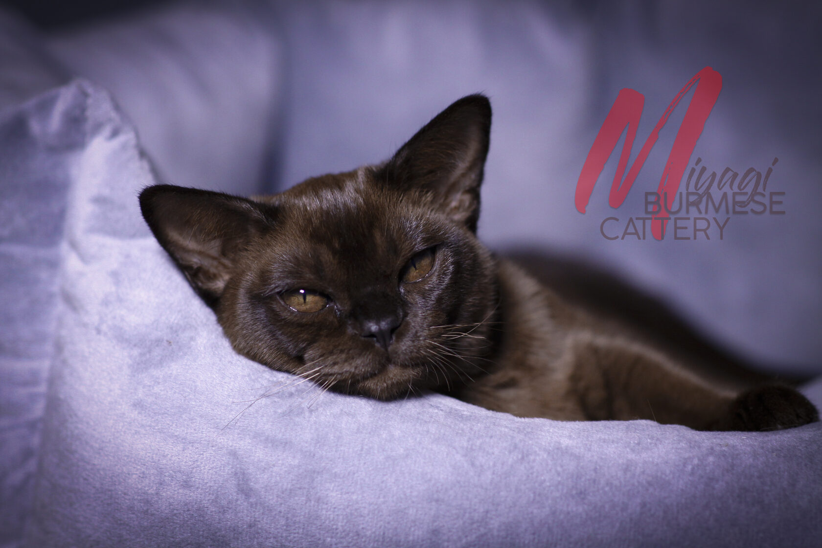 Соболиная бурма 