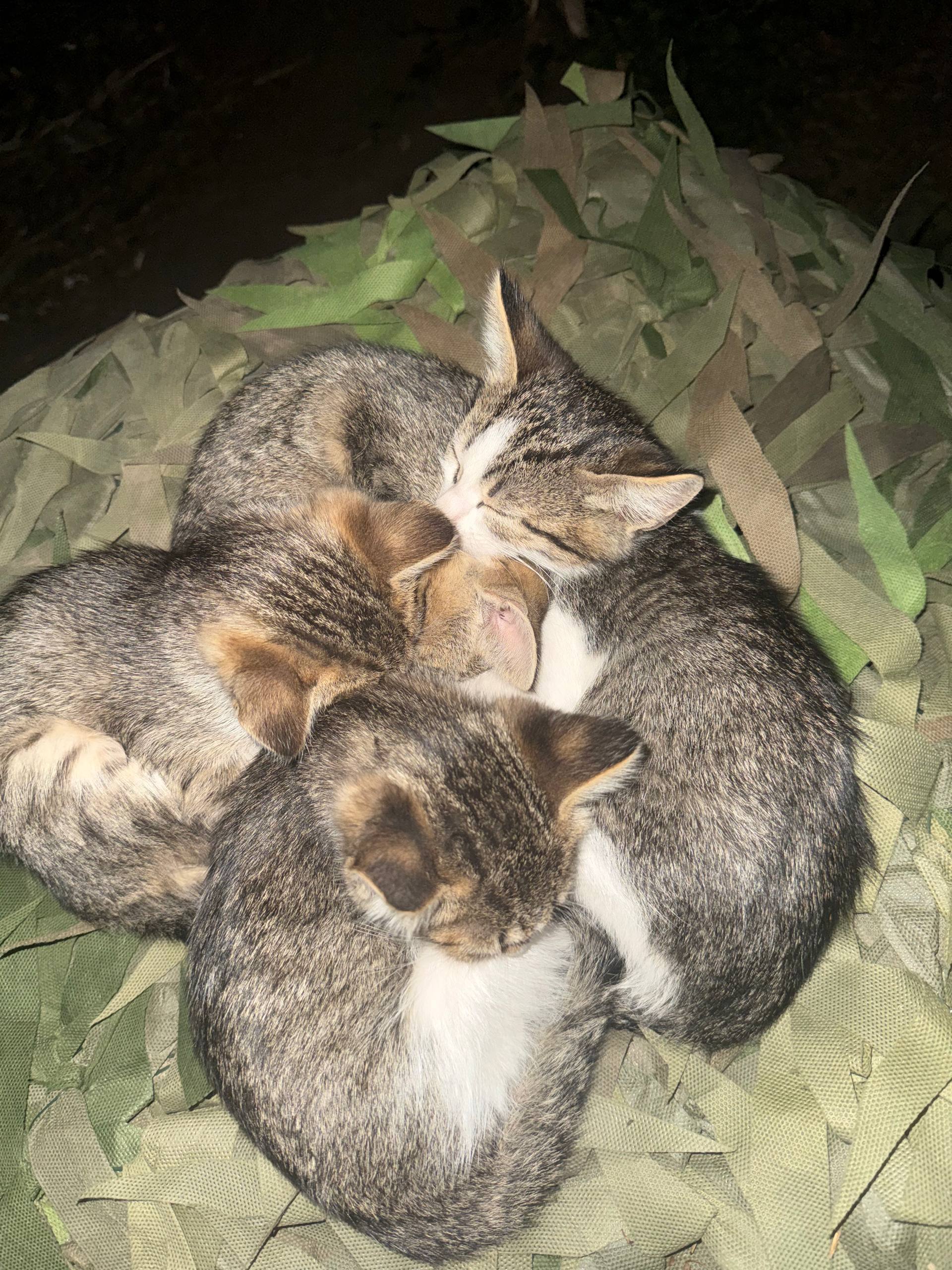 Трое котят спят, прижавшись друг к другу