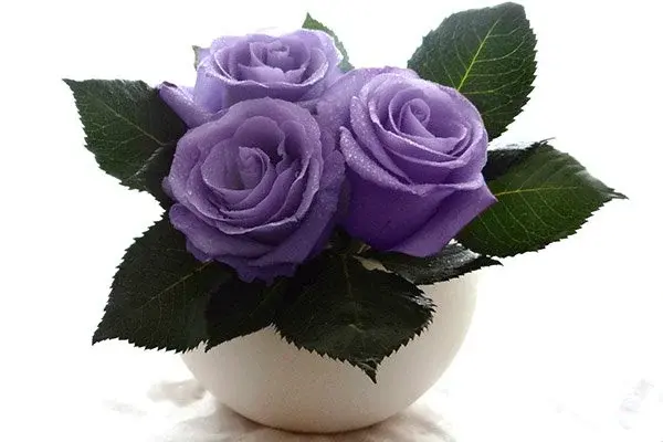 Сорт голубых роз Suntory Blue Rose Applause