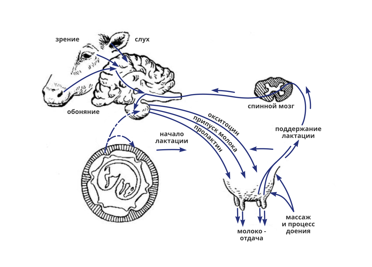 Вырабатывается в процессе эволюции рефлекс. Откуда берется молоко у коровы. Сколько сосков на вымени у коровы. Рисунок дойка коровы и пять сосков.