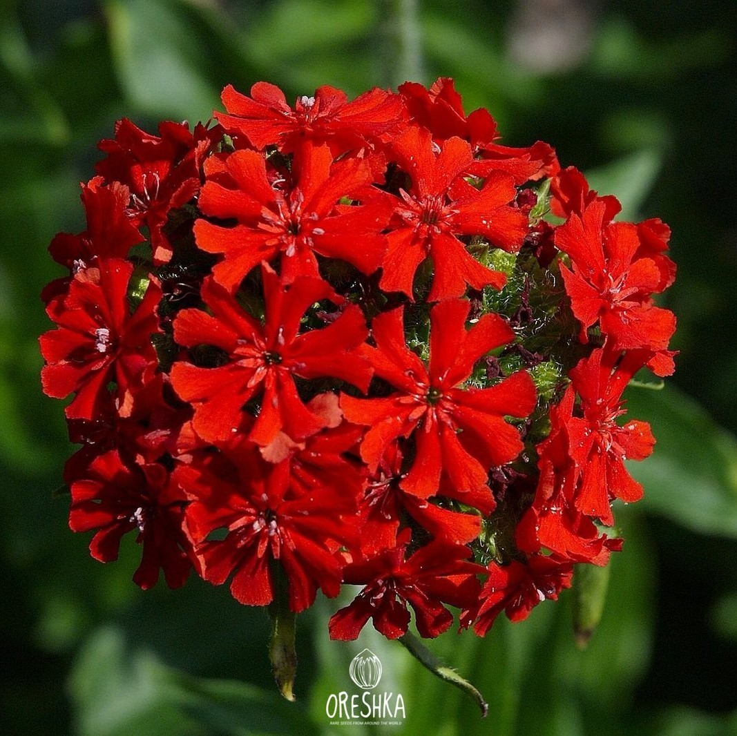 Annual Flower Seeds — Oreshka Seeds