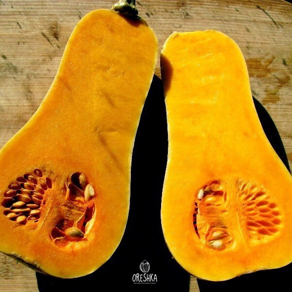 Seeds of Pumpkin Arabatskaya (Cucurbita) — 5 pcs