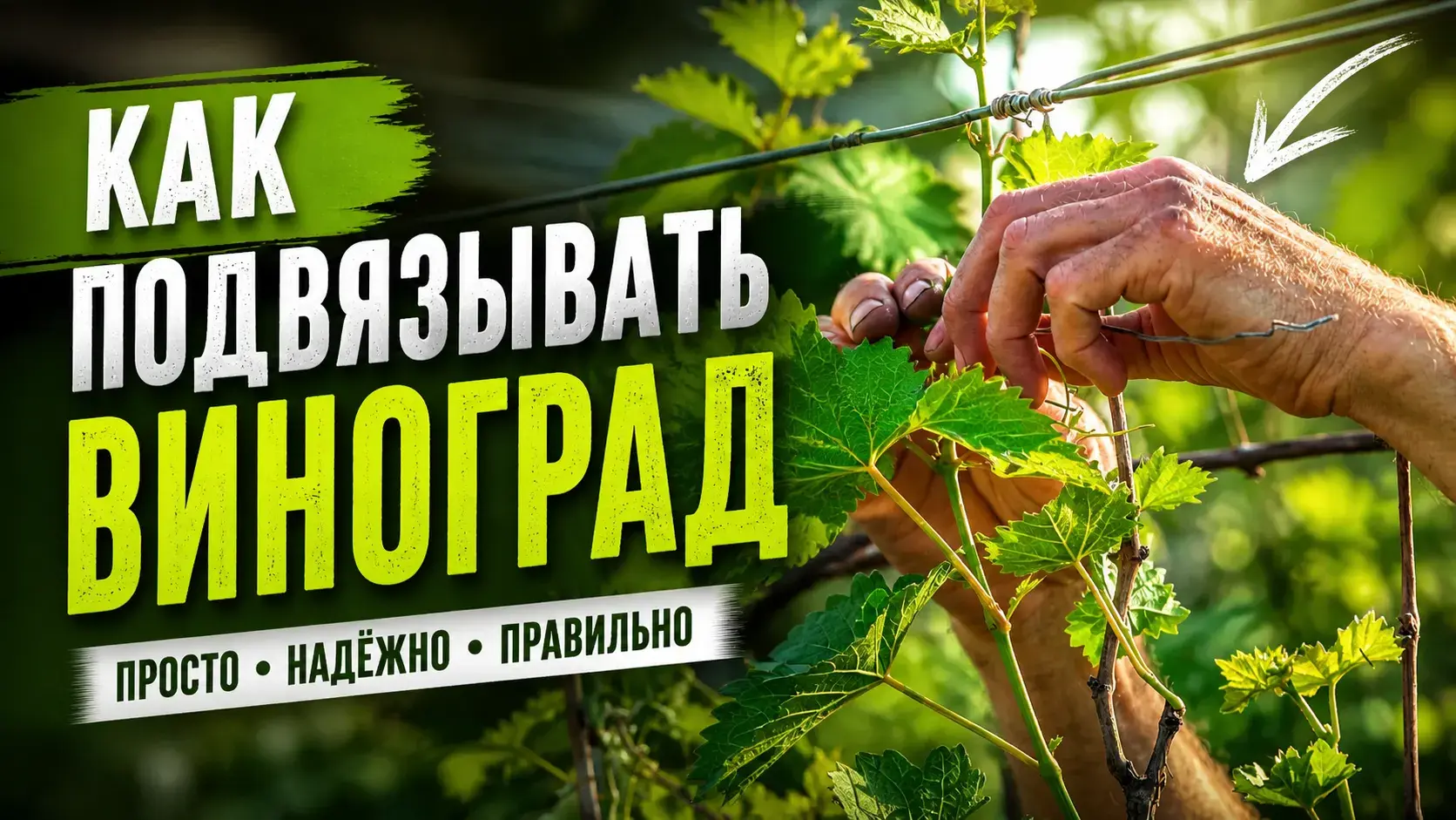 Как подвязать виноград правильно