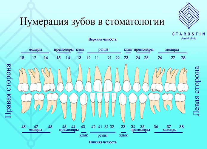Зубы человека: строение зуба, виды и фото (резцы, клыки, премоляры, моляры)