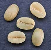 Веронезе пример дефекта кофе вариант 3