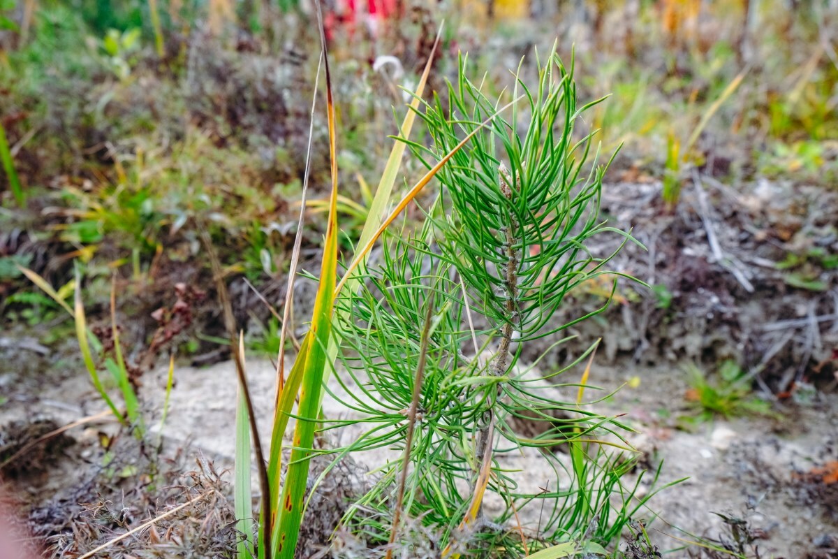 40 студентов Демидовского колледжа посадили 10 000 деревьев на четырёх ...