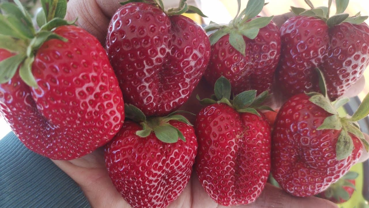 клубника кабрилло