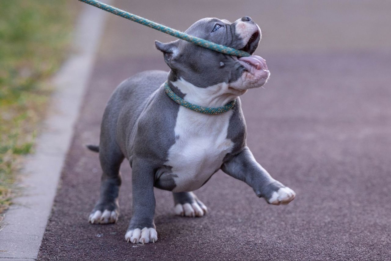 Американский бульдог булли. Американский булли москва. Американский булли москва. Американский булли покет стандарт xl. Американский булли щенок.