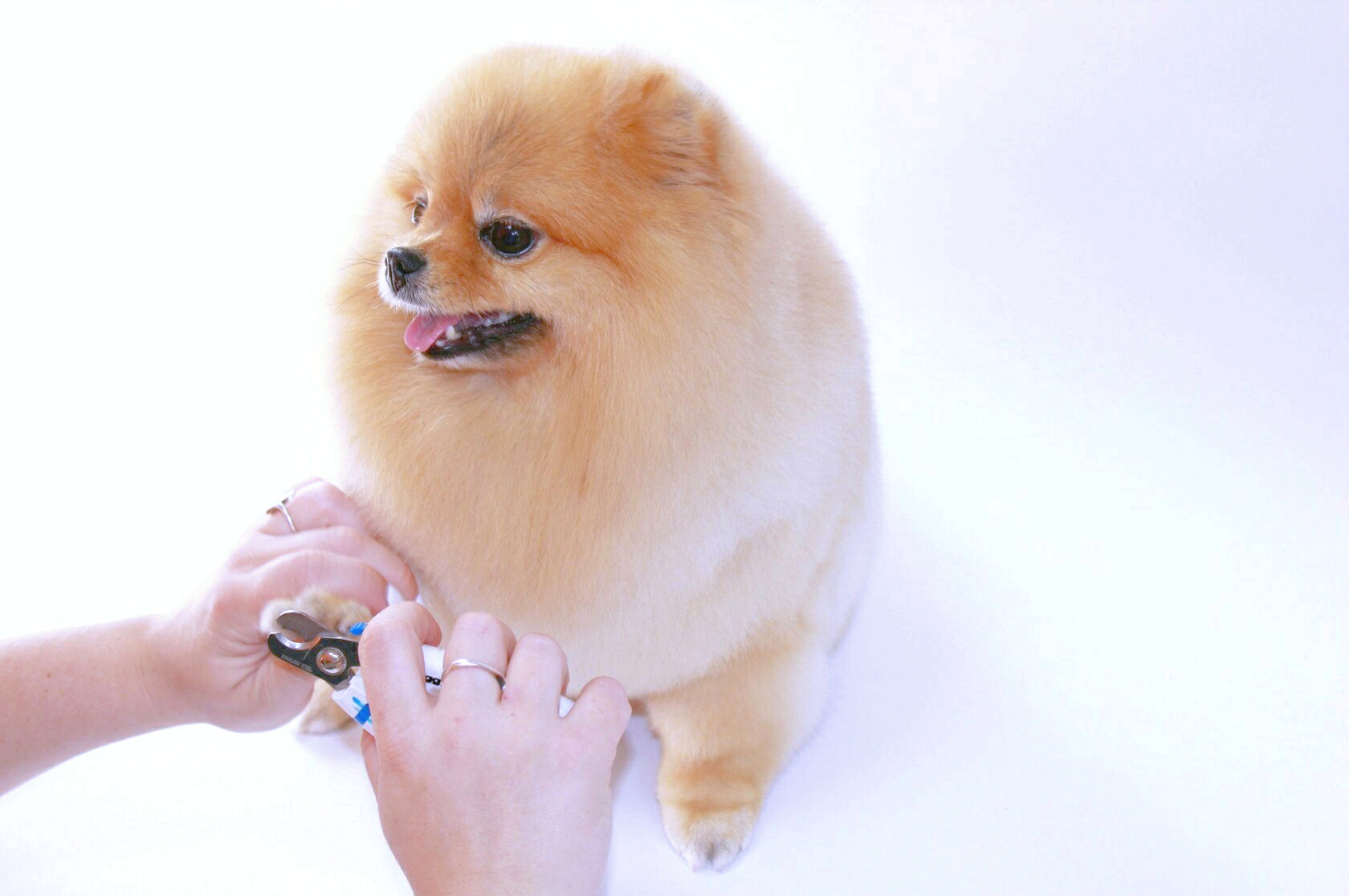 Подстригание когтей