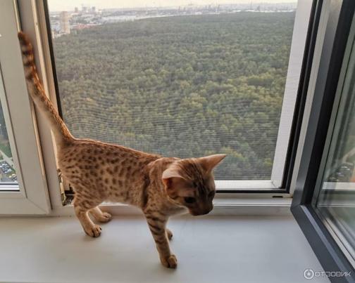 Цены на сетки Антикошка в Москве | Прайс-лист компании КОТ НА ОКНЕ