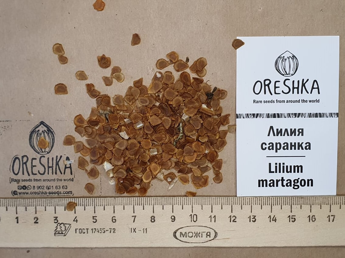 Oreshka Seeds Lilium martagon fresh seeds packet