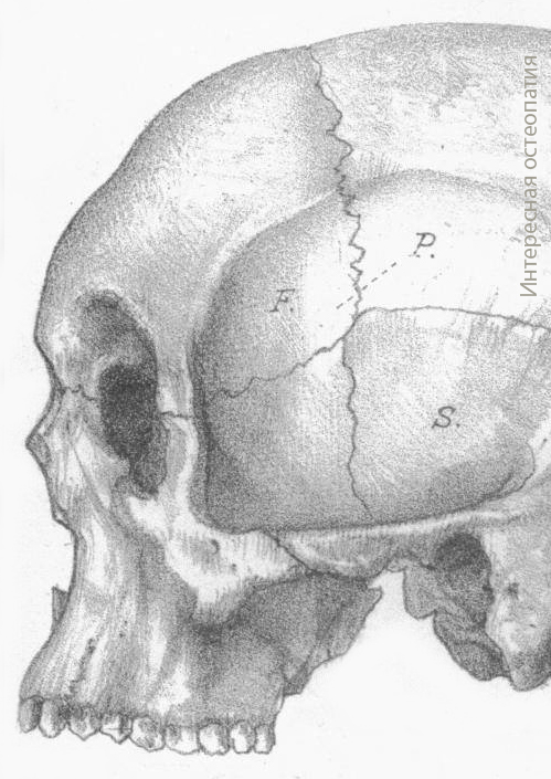 Птерион к ураносакральной системе звездчатый тип