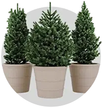 Хвойные деревья и кустарники