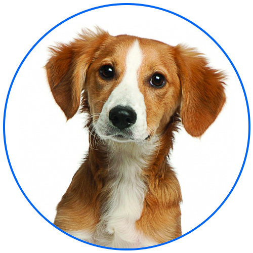 Кремация домашних животных - крематорий для животных в Москве