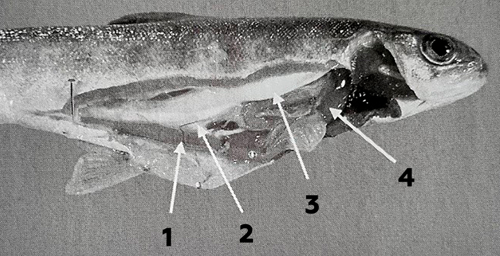 рассечение половозрелого самца лосося узв рыбоводство