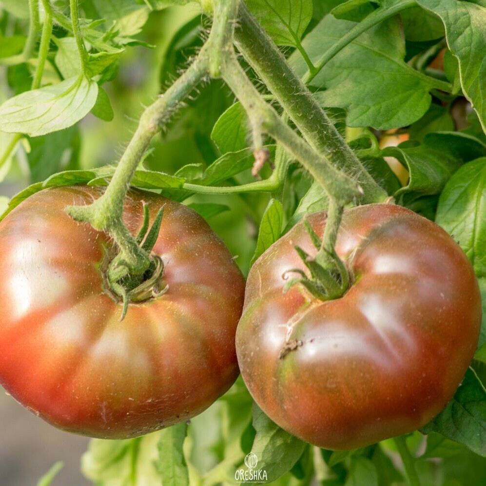Seeds of Tomato Dwarf Pierce’s Pride (solanum lycopersicum) — 10 pcs