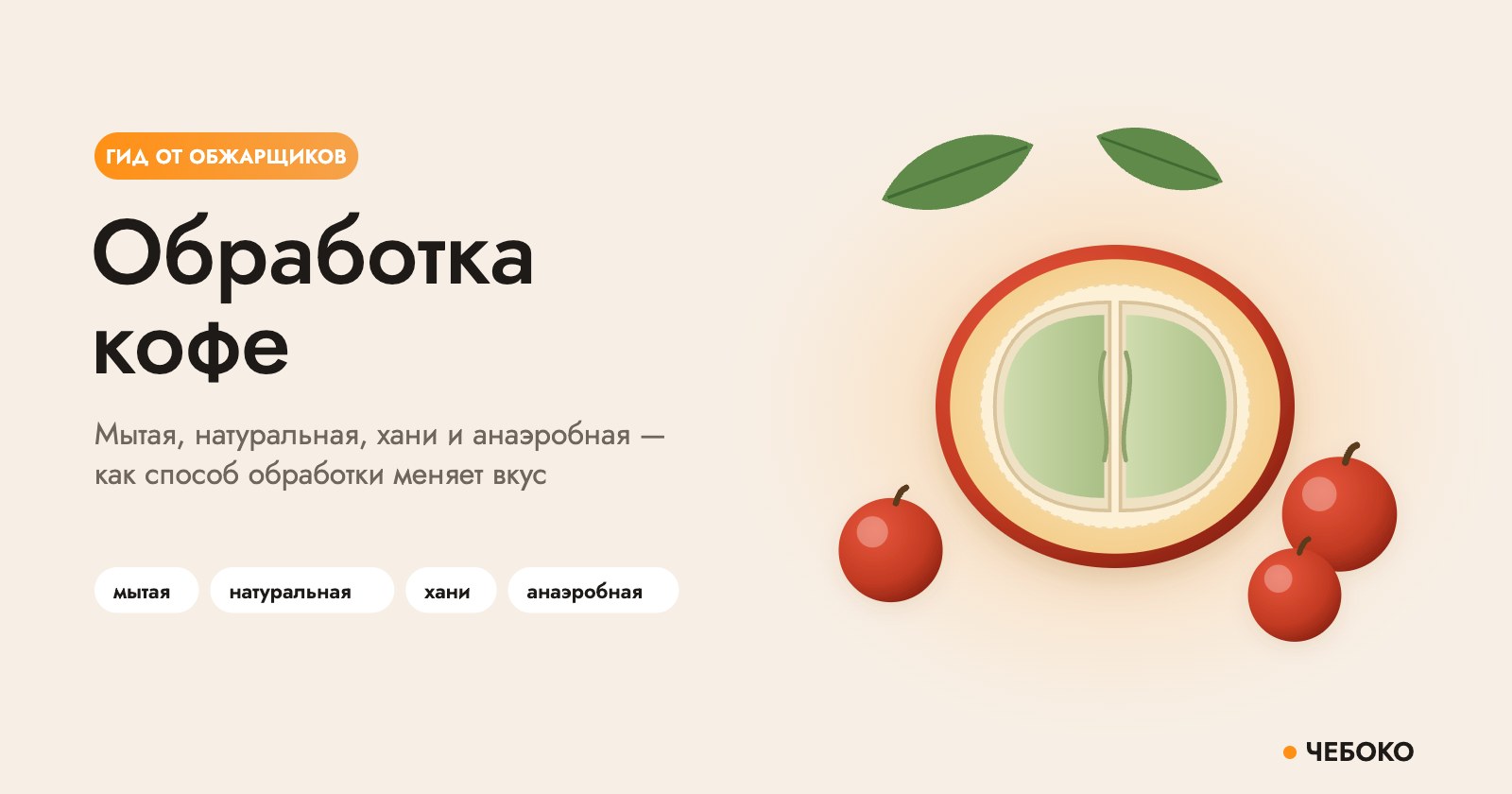 Обработка кофе: кофейная ягода в разрезе и спелые ягоды
