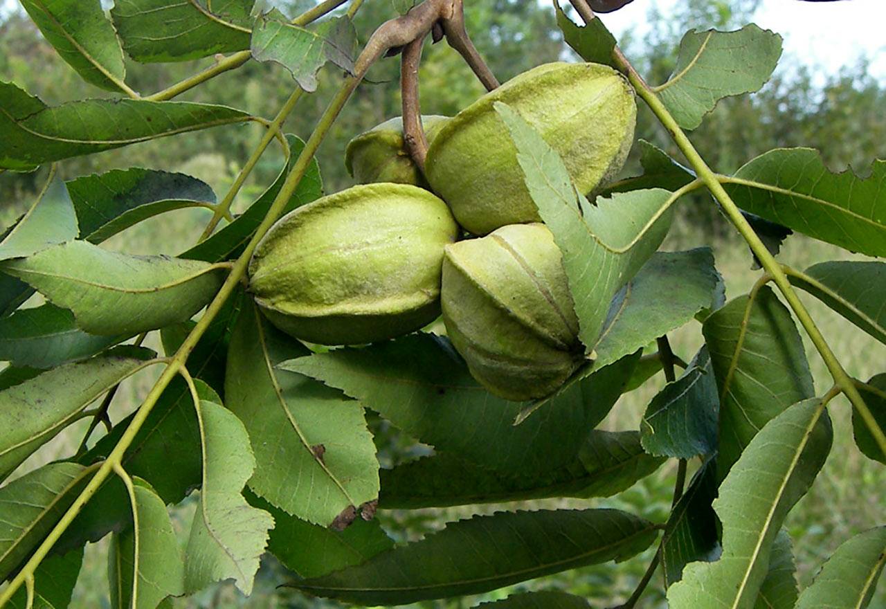 Кария иллинойская Carya ILLINOINENSIS