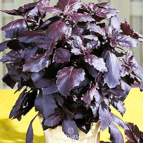 Seeds of Basil Red Ruby (Ocimum basiliicum) — 50 pcs