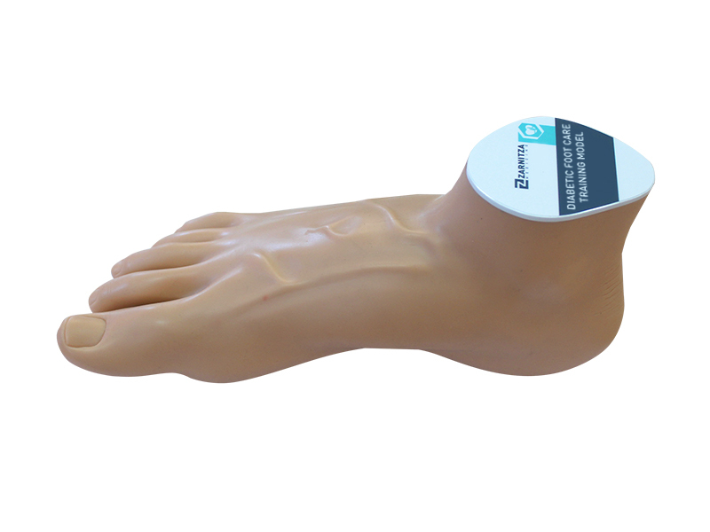 Diabetic foot care training model