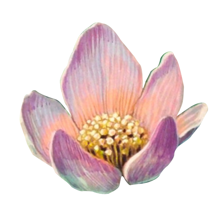 pink flower