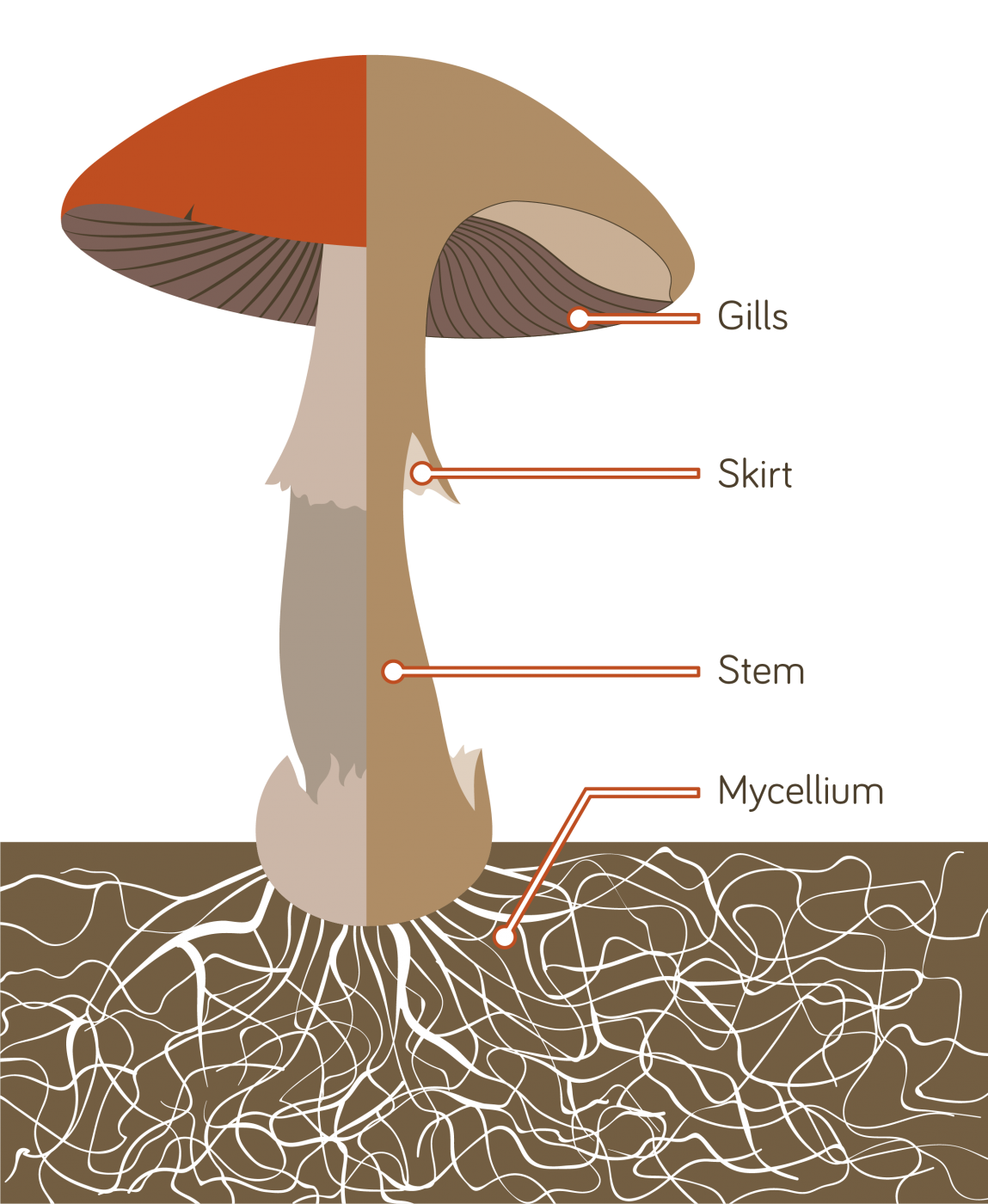 Non-Browning Mushrooms