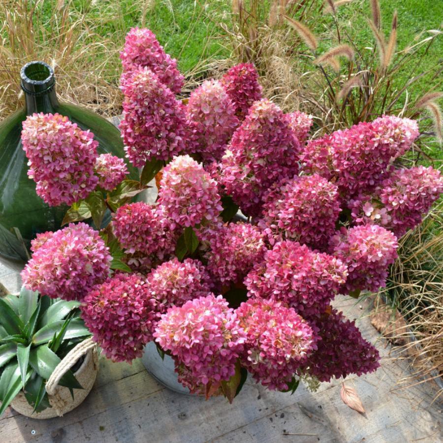 Гортензия метельчатая редлайт