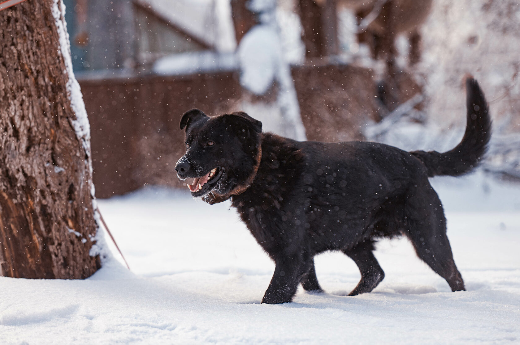 Каргопольская игрушка города каргополя архангельской области. Палкан. Палкан. Палкан. Крепыш животное фото.