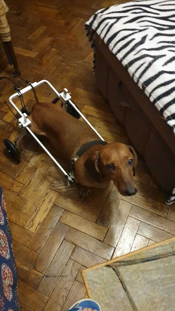 Dackel